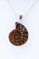 Ammoniten Schmuck